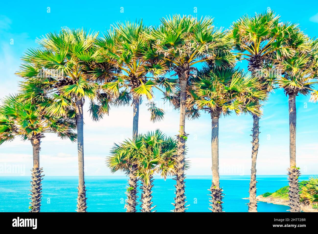 Palm trees on the tropical beach Stock Photo