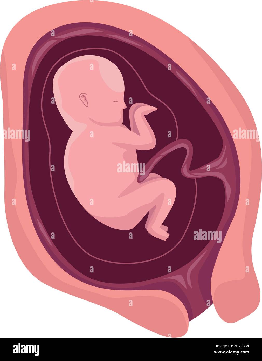 fetus with three months Stock Vector