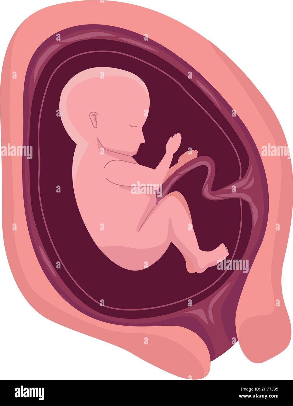 fetus with five months Stock Vector