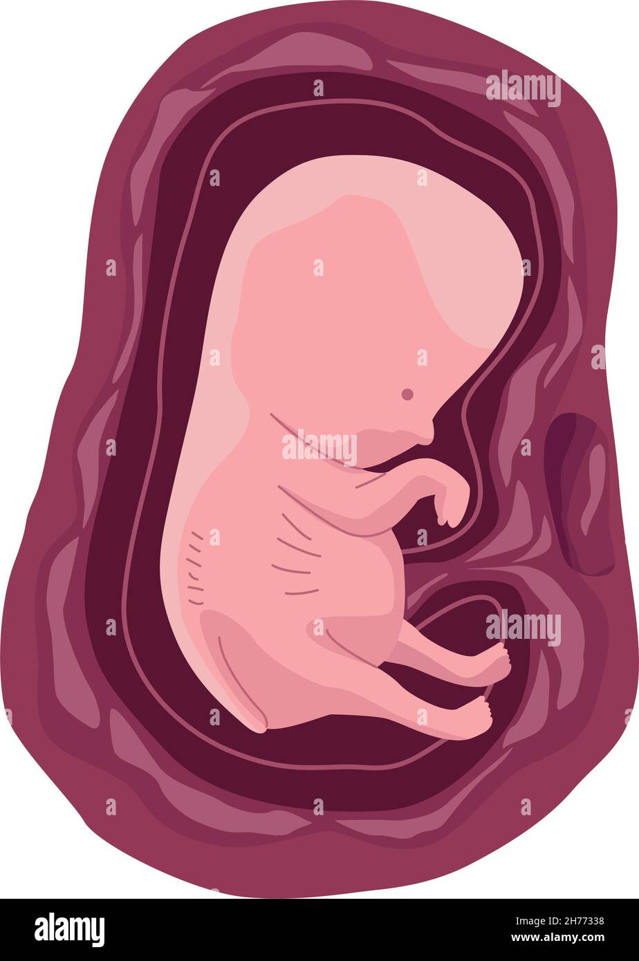 fetus with two months Stock Vector