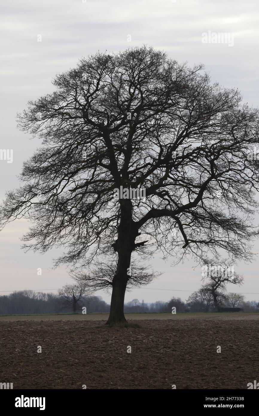 Isolated growing Oak Tree Quercus robur, once component of a field edge hedgerow, destroyed change in farming agriculture practice 1950, 60's. Norfolk Stock Photo