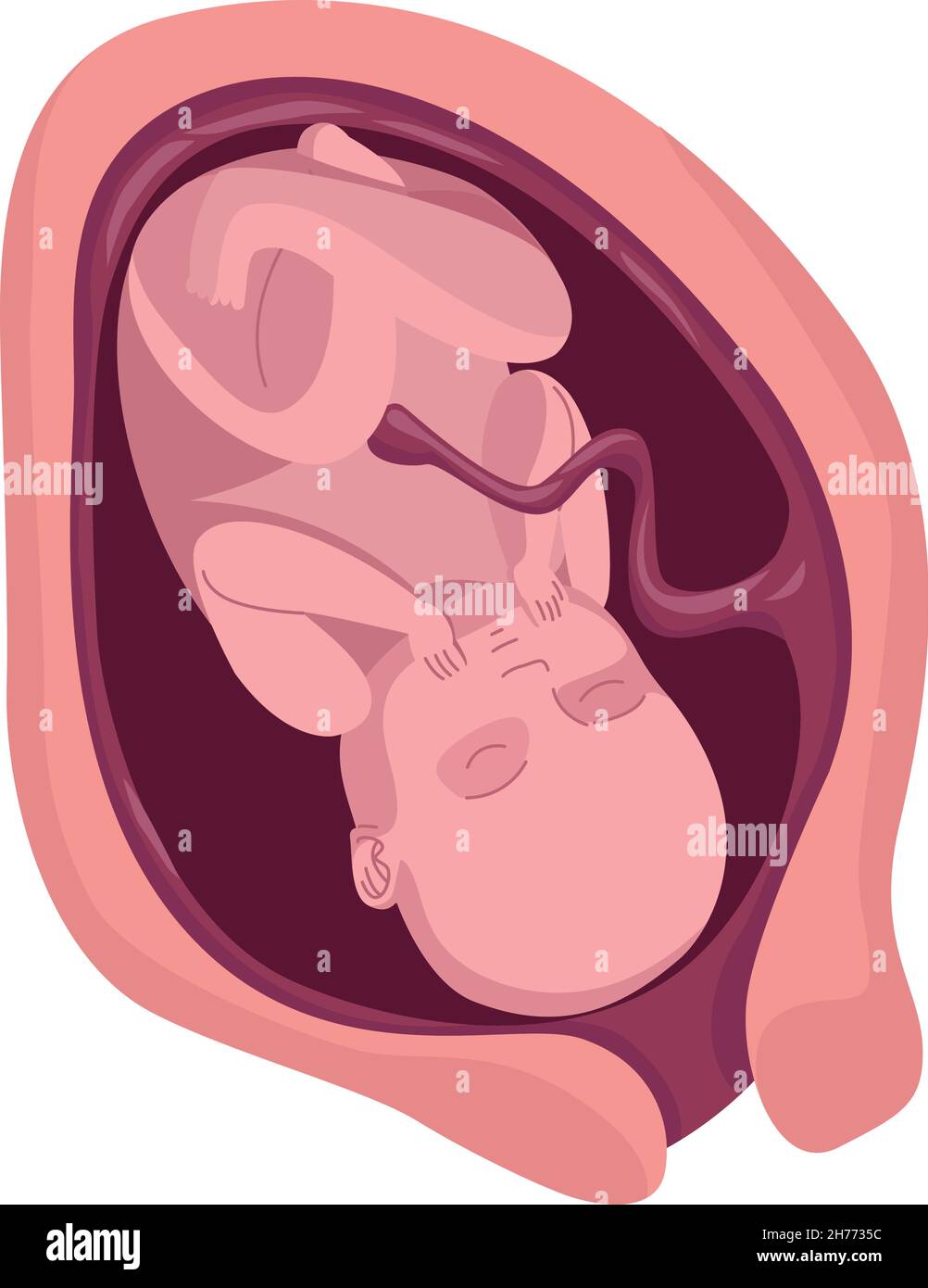 fetus with nine months Stock Vector