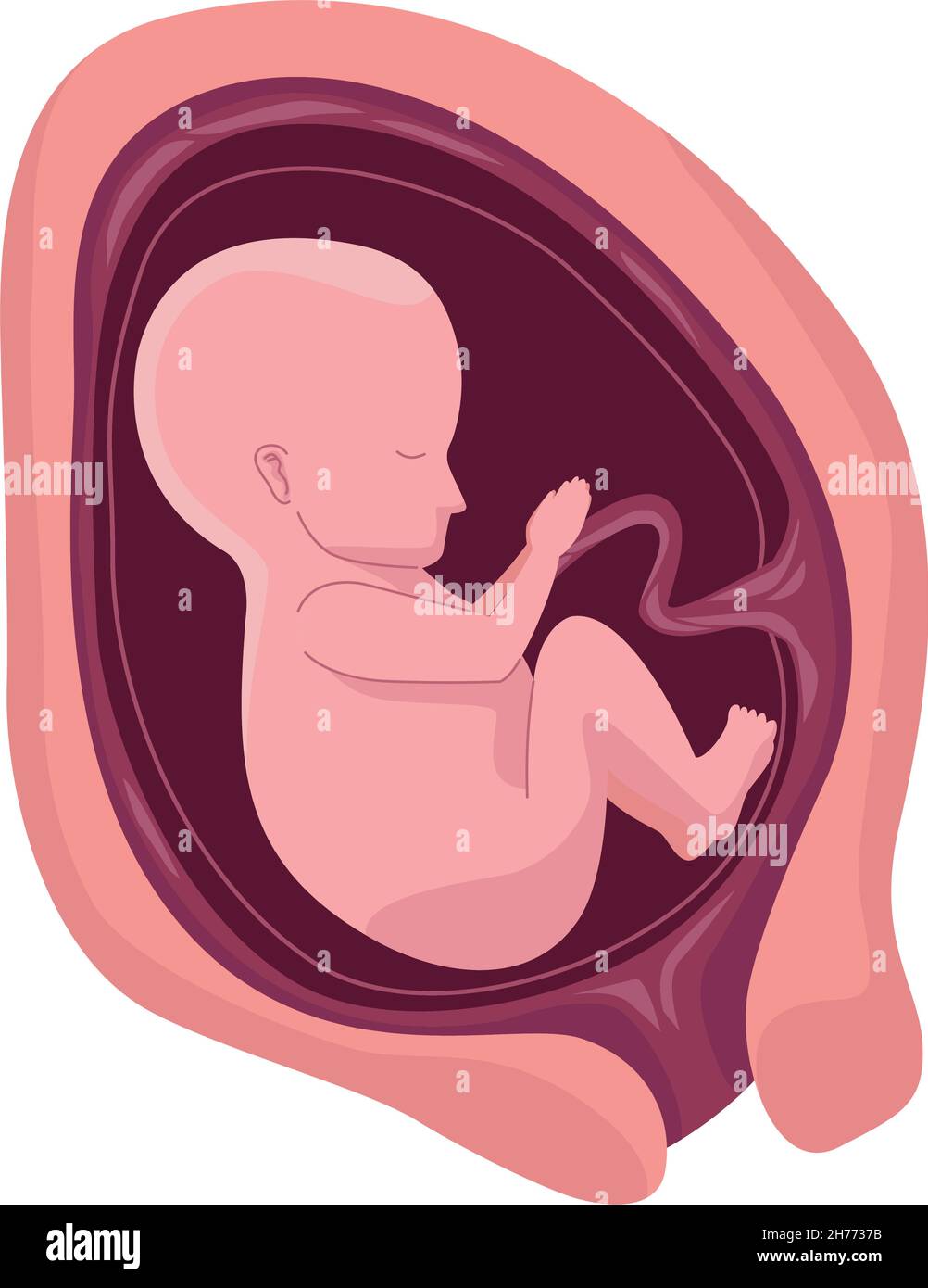 fetus with six months Stock Vector