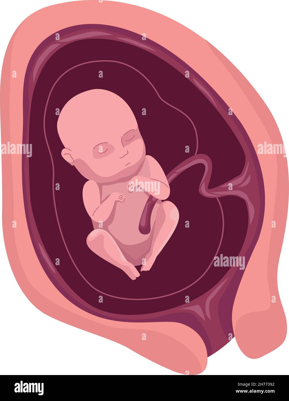 fetus with four months Stock Vector