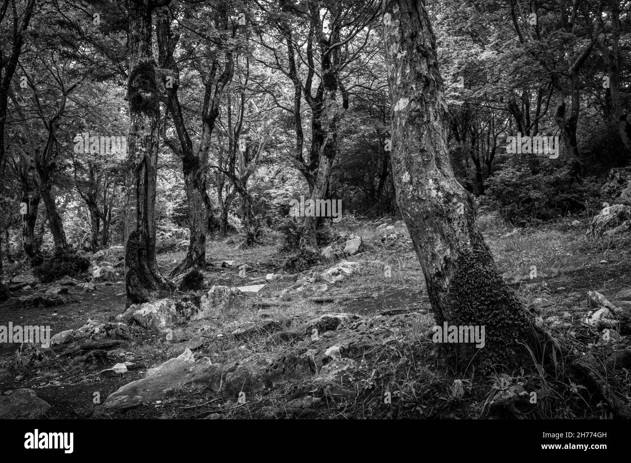 Scenic view of a deciduous forest near medieval Gelati Monastery, Georgia. Black and white. Stock Photo