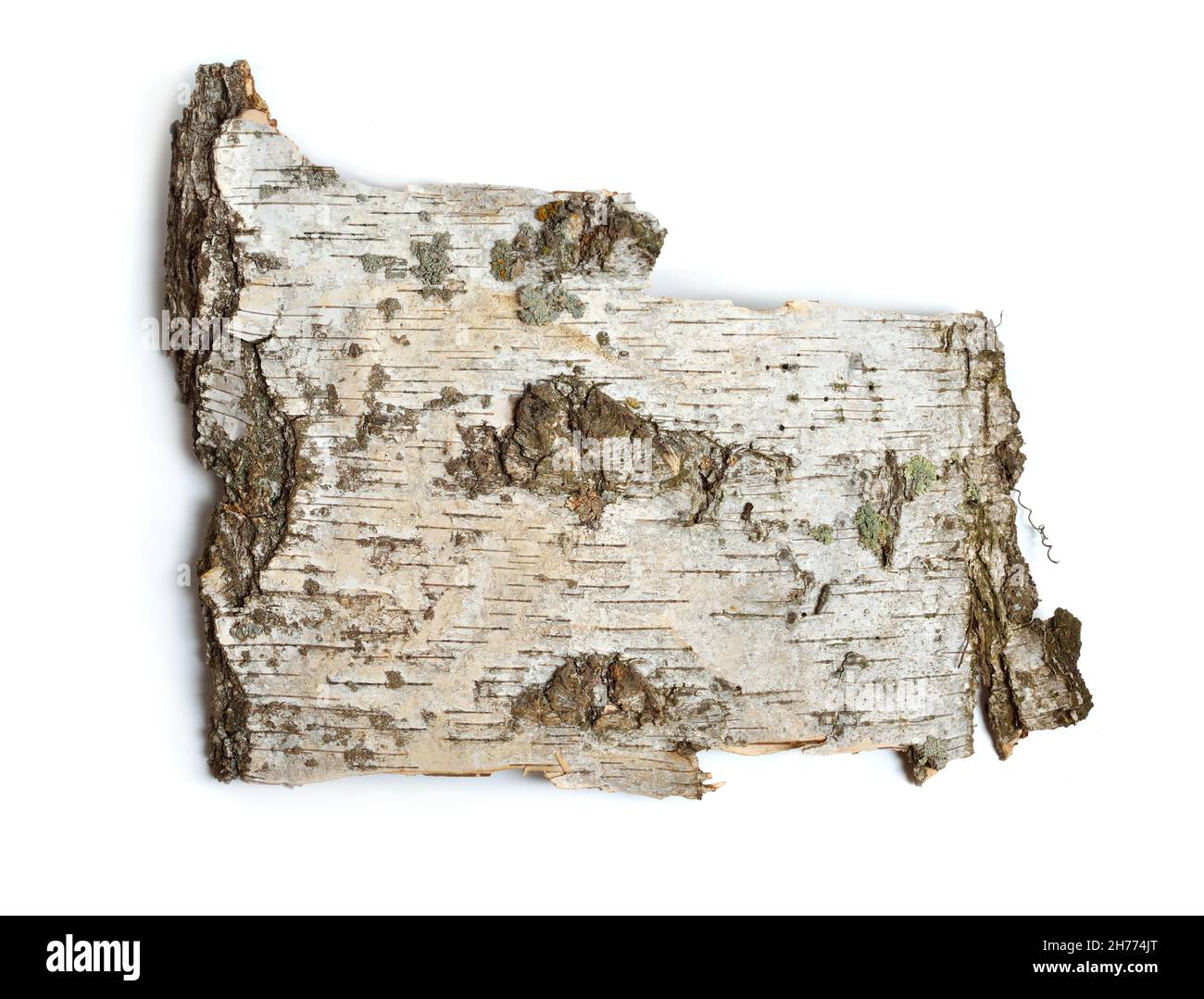 The front sides of a piece of birch bark. Isolated on white background Stock Photo
