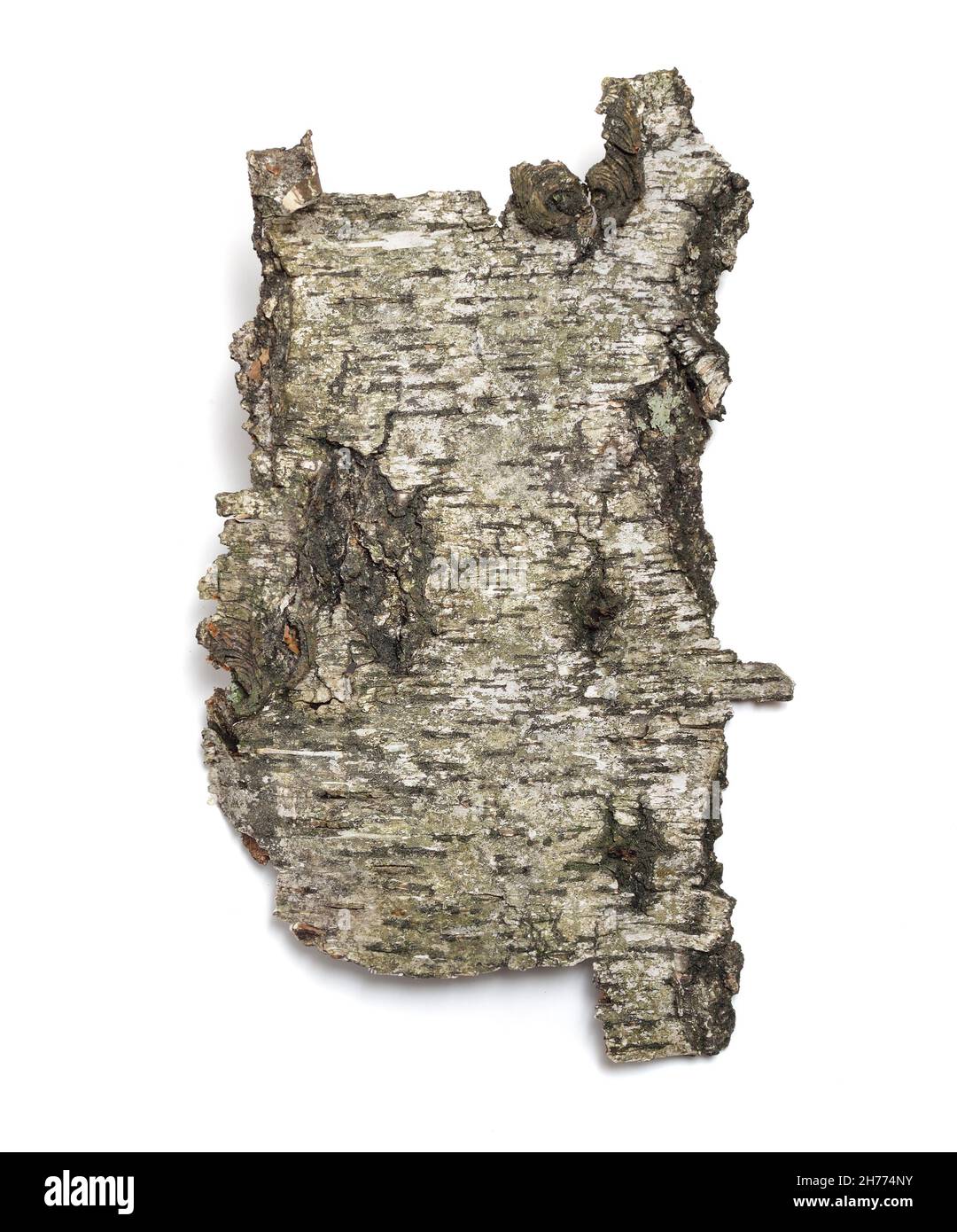 The front sides of a piece of aspen bark. Isolated on white background Stock Photo