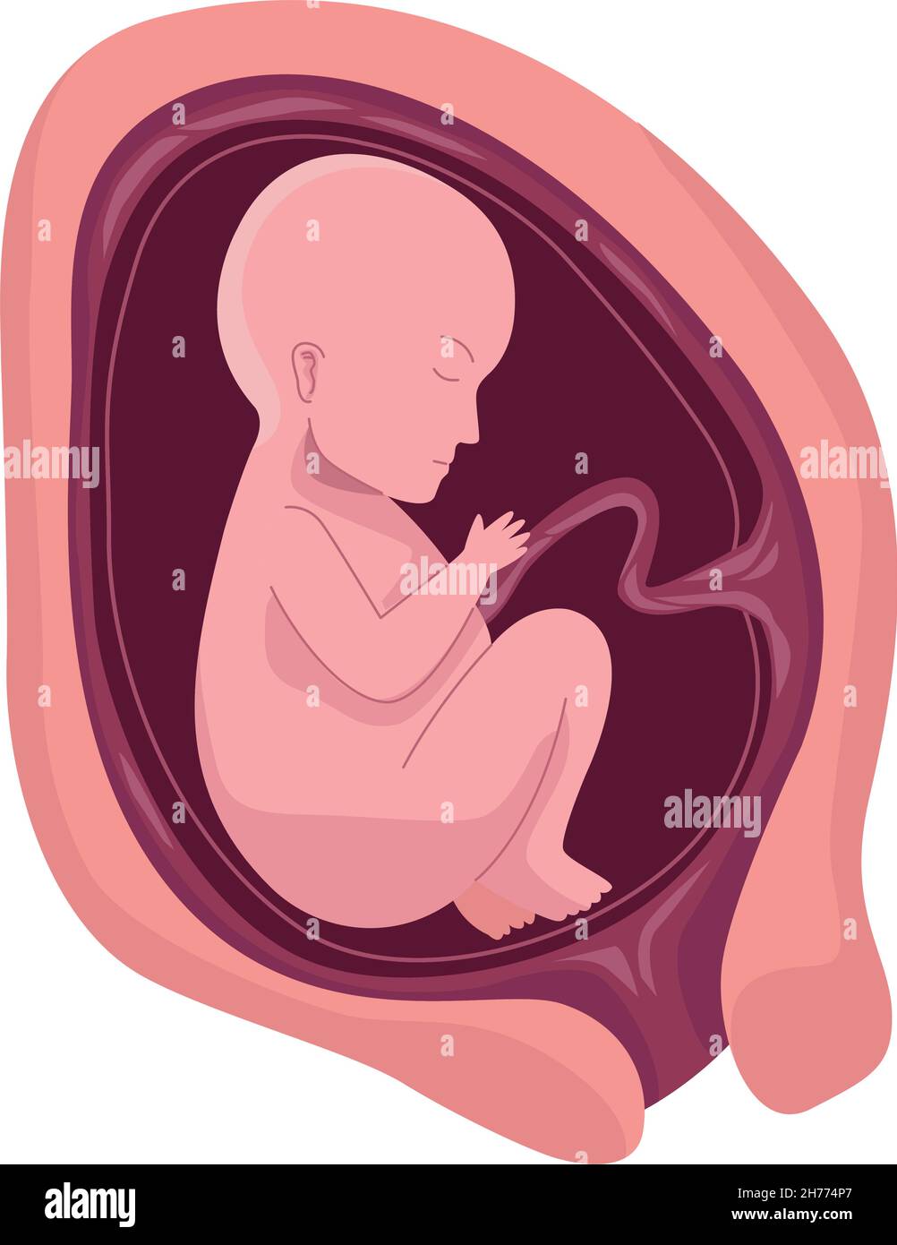 fetus with seven months Stock Vector
