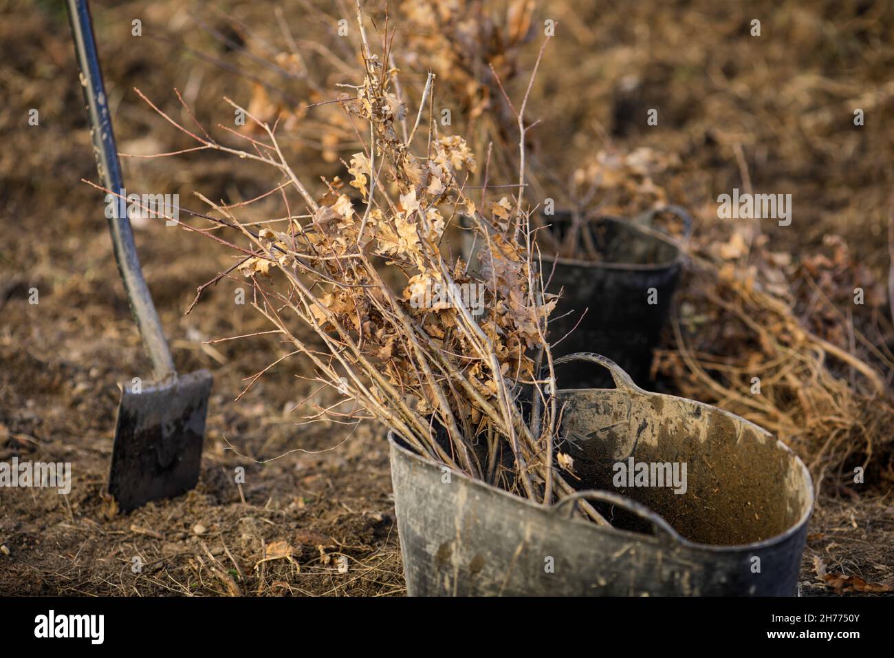 Shallow depth of field (selective focus) image with saplings of various ...