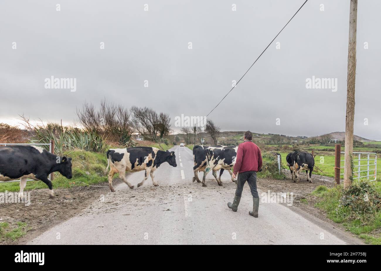 Goleen, Cork, Ireland. 20th November, 2021. Farmer Kieran O'Sullivan from Dunmanus guides some of his 150 Friesan herd crossing the road to the dairy for evening milking at Goleen, Co. Cork, Ireland. - Picture; David Creedon / Alamy Live News Stock Photo