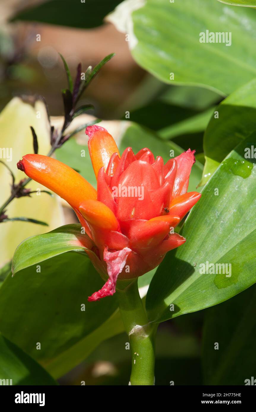 Sydney Australia, costus productus or dwarf spiral ginger native with bright red bracts and orange flowers Stock Photo