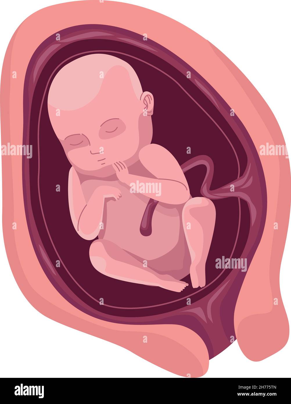 fetus with eight months Stock Vector