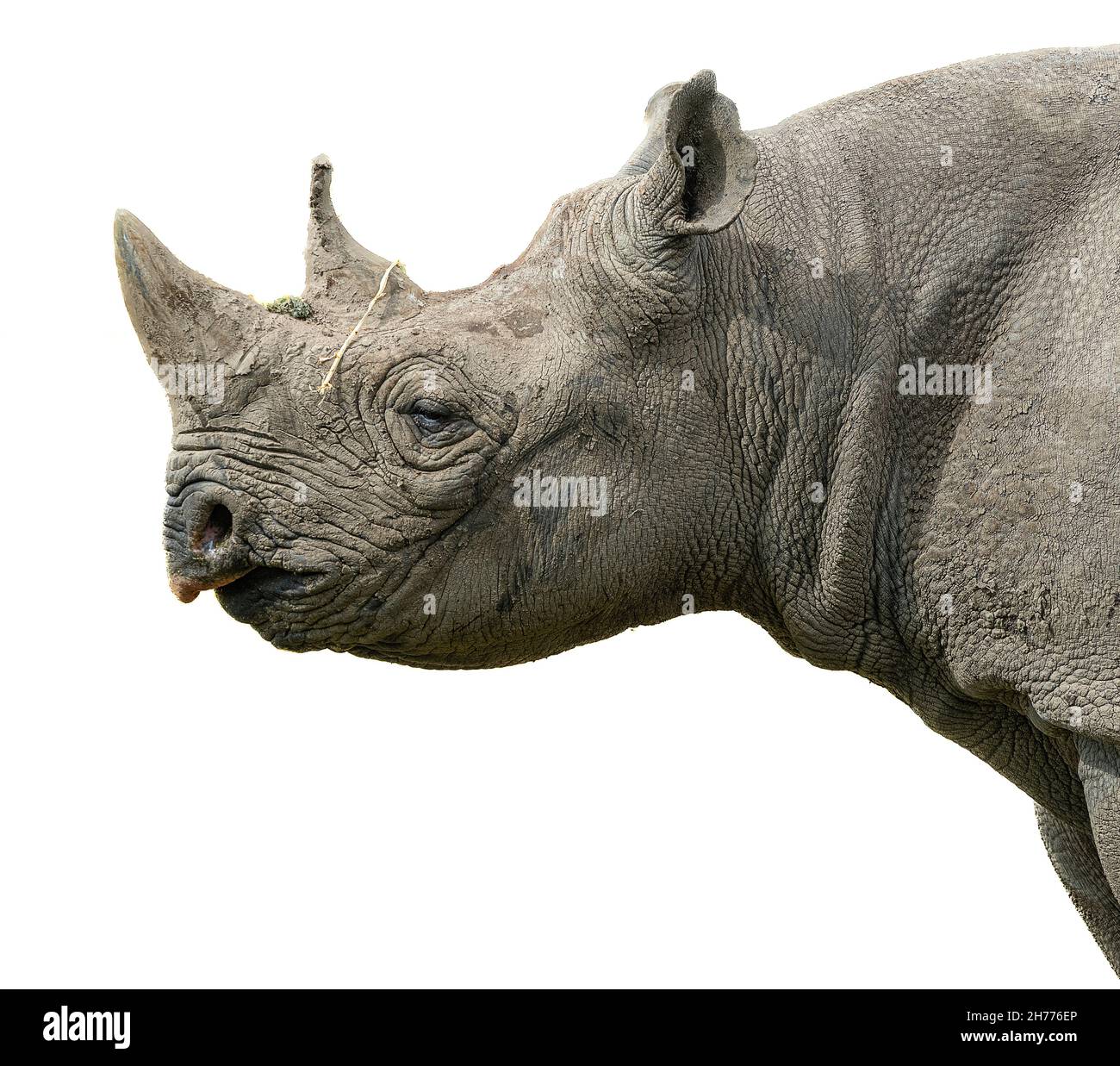 Isolated on a white background is a close up profile portrait of a rhinoceros more commonly known as a rhino Stock Photo