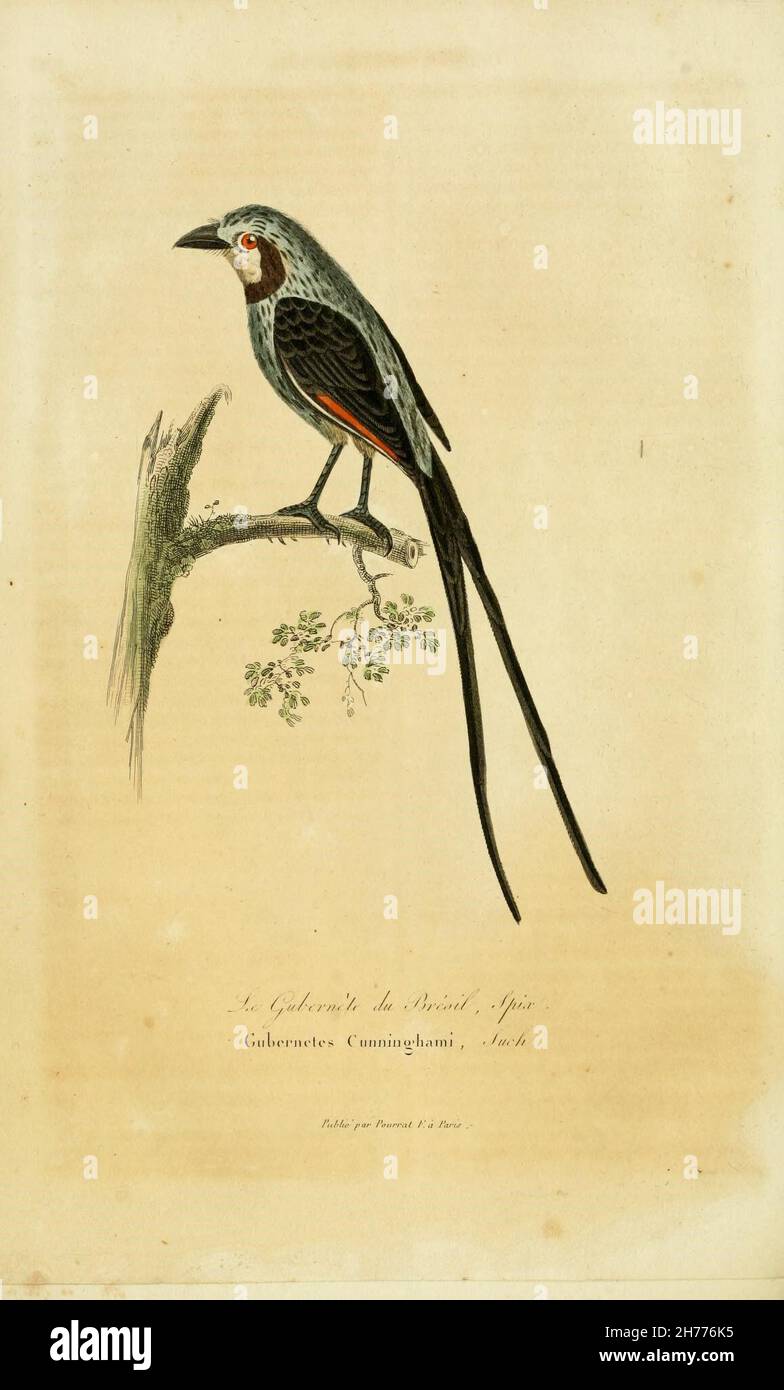 Compléments de Buffon Paris :P. Pourrat Frères,1838.  https://biodiversitylibrary.org/page/16020982 Stock Photo