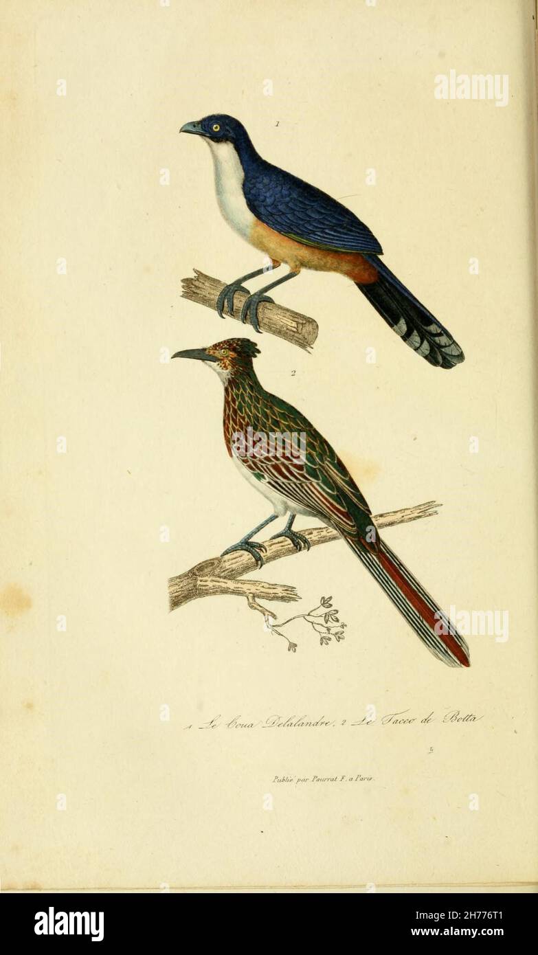 Compléments de Buffon Paris :P. Pourrat Frères,1838.  https://biodiversitylibrary.org/page/16021266 Stock Photo