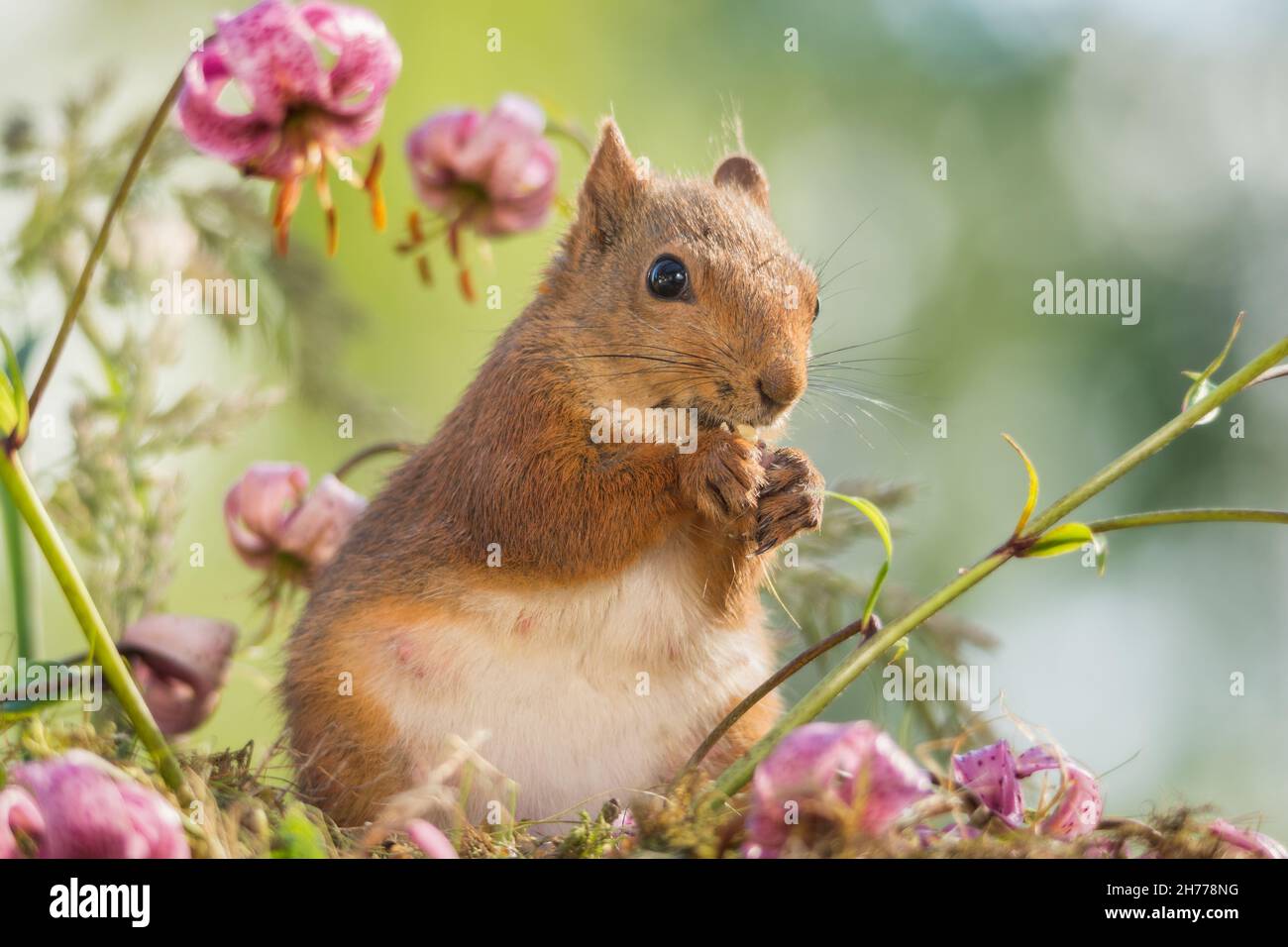 female red squirrel standing with flowers Stock Photo