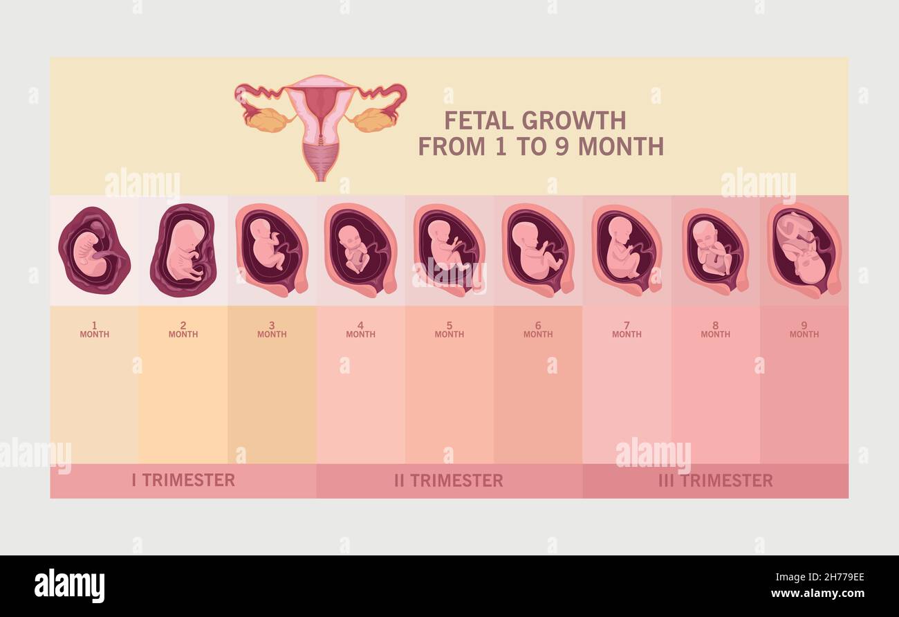 uterus and fetal growth Stock Vector