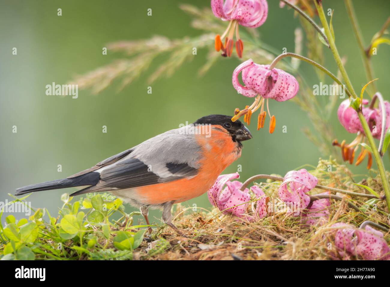 male bullfinch standing with flowers Stock Photo