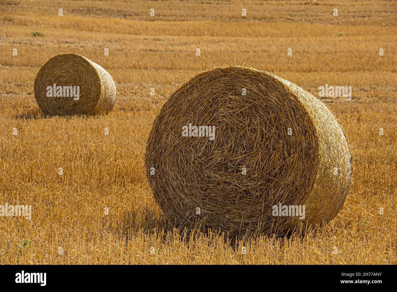 2 hay bales in a field, harvest time, summer harvest, wheat harvest, Velddrif, St Helena Bay, South Africa Stock Photo