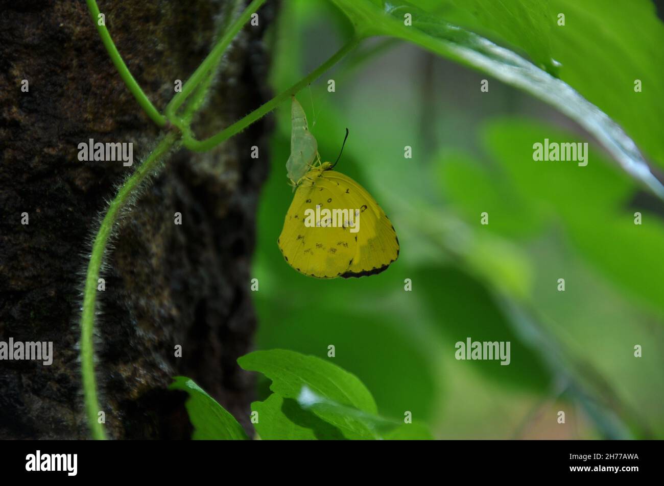 Beautiful leaf and flower photography Stock Photo