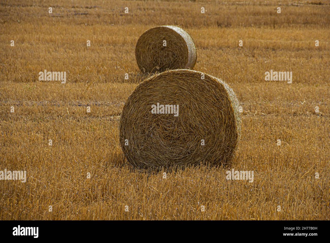 wheat hay bales in St Helena Bay, South Africa, West Coast, brown, cereals Stock Photo