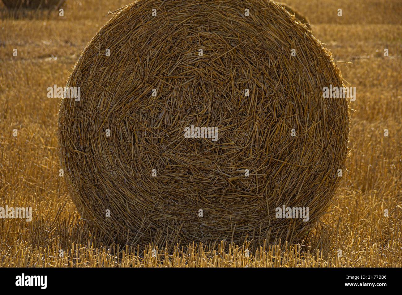 close-up of a hay bale in a field, St Helena Bay, Velddrif, Paternoster, Cape West Coast, South Africa Stock Photo