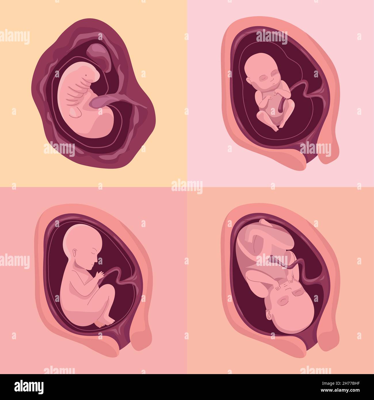 four embryo development icons Stock Vector