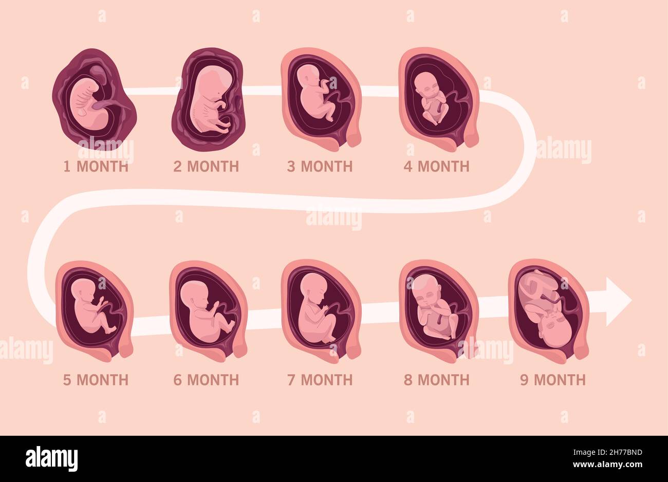embryo development infographic Stock Vector