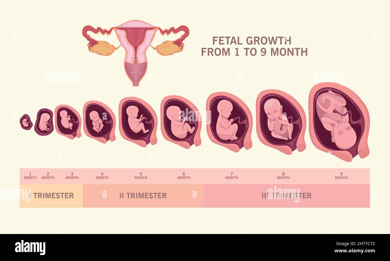 fetal growth and uterus Stock Vector