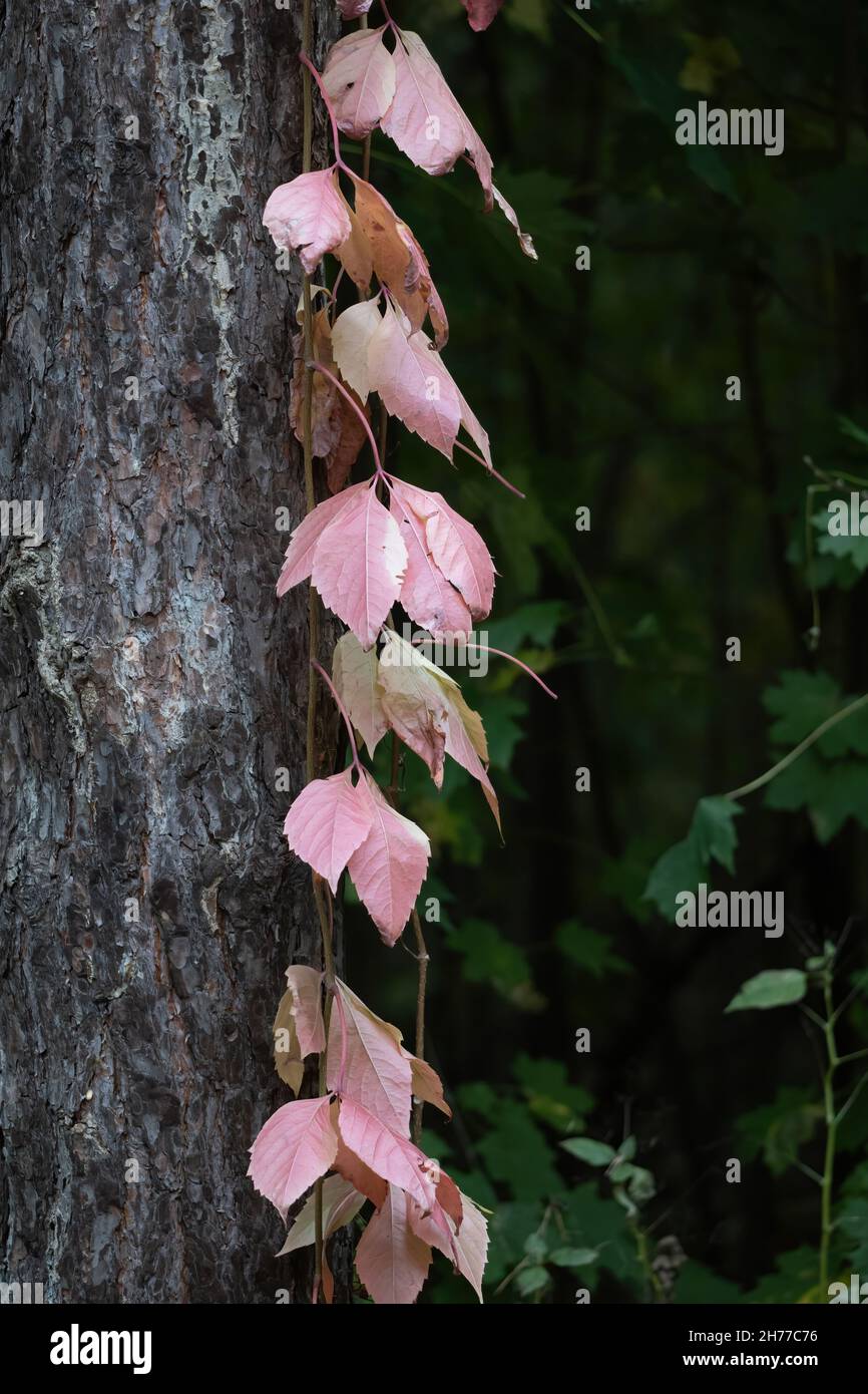 Creeping plant with autumn leaves on a tree trunk. Stock Photo