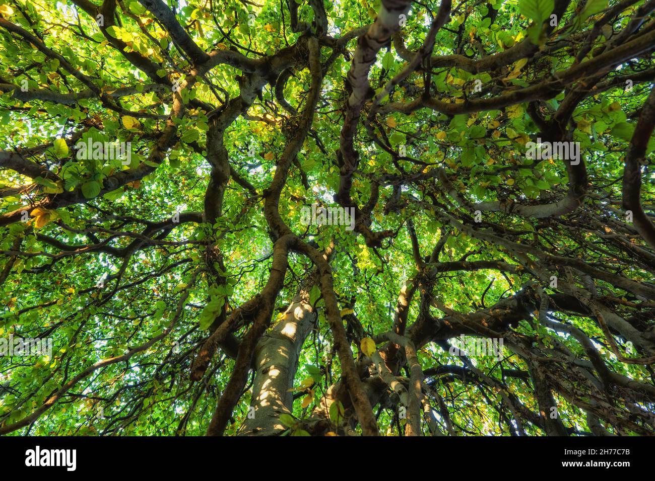 Majestic canopy of an old tree, dense green foliage with trunk, leaves and branches, natural background. Stock Photo
