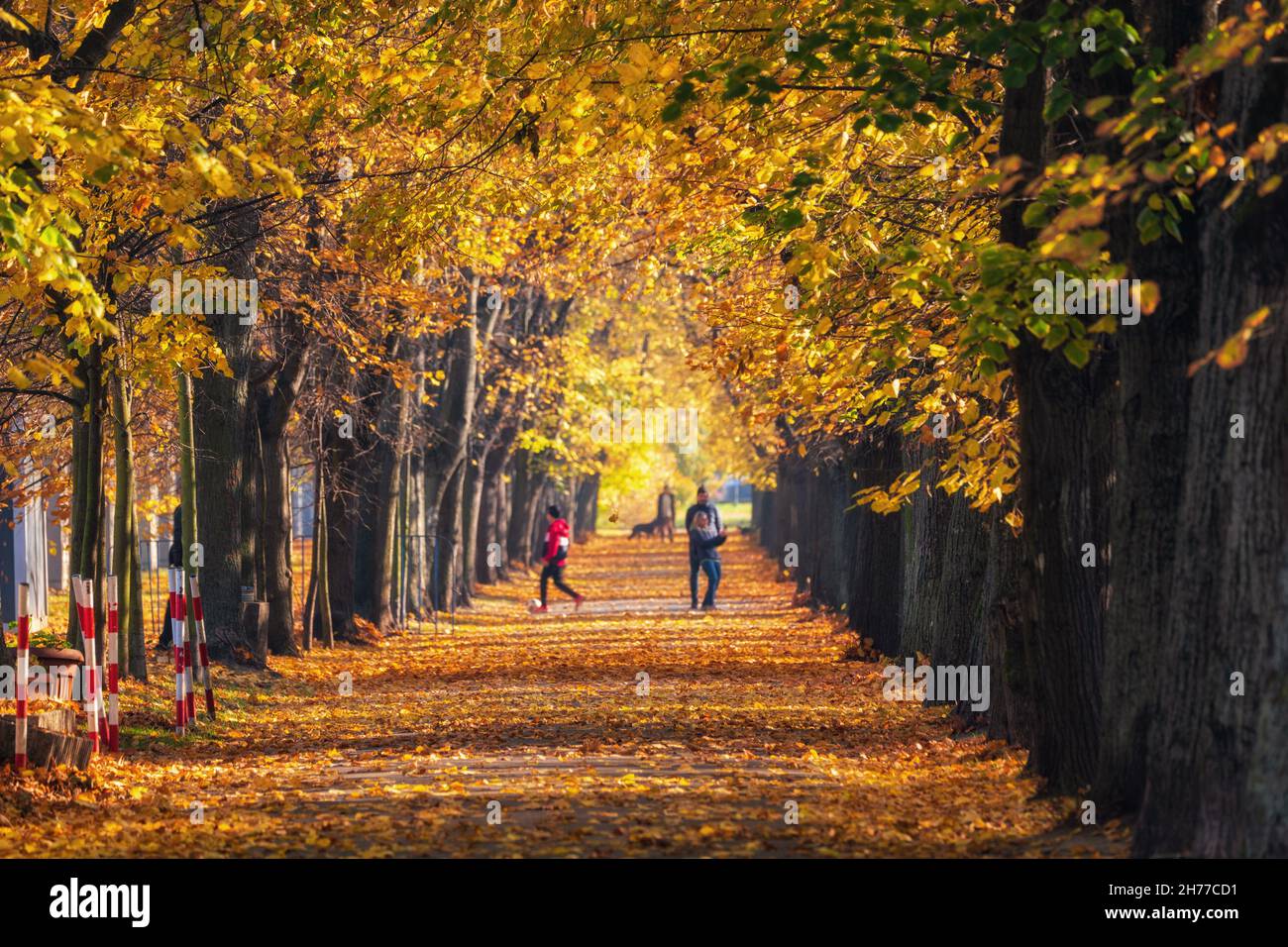 Park alley during autumn season, sunlit path with fallen leaves and ...