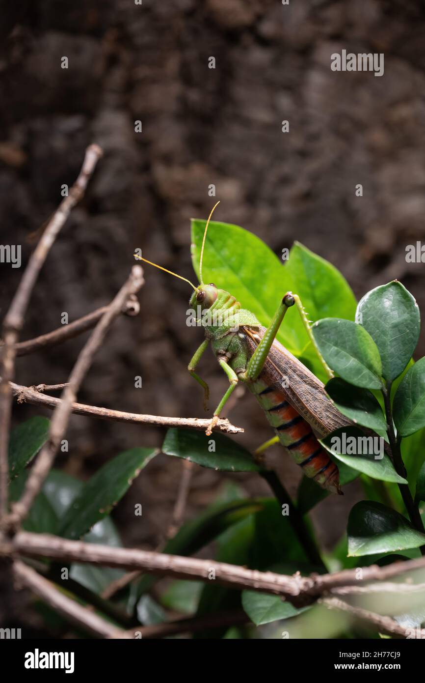 Tropidacris collaris grasshopper in the family Romaleidae, region: northern South America. Stock Photo