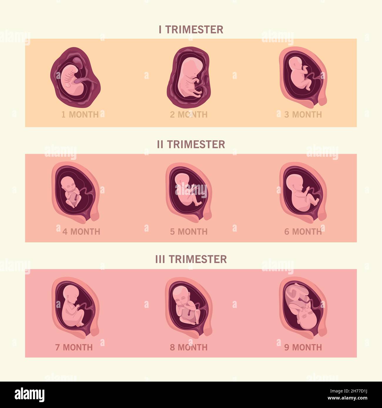 nine fetus infographic Stock Vector