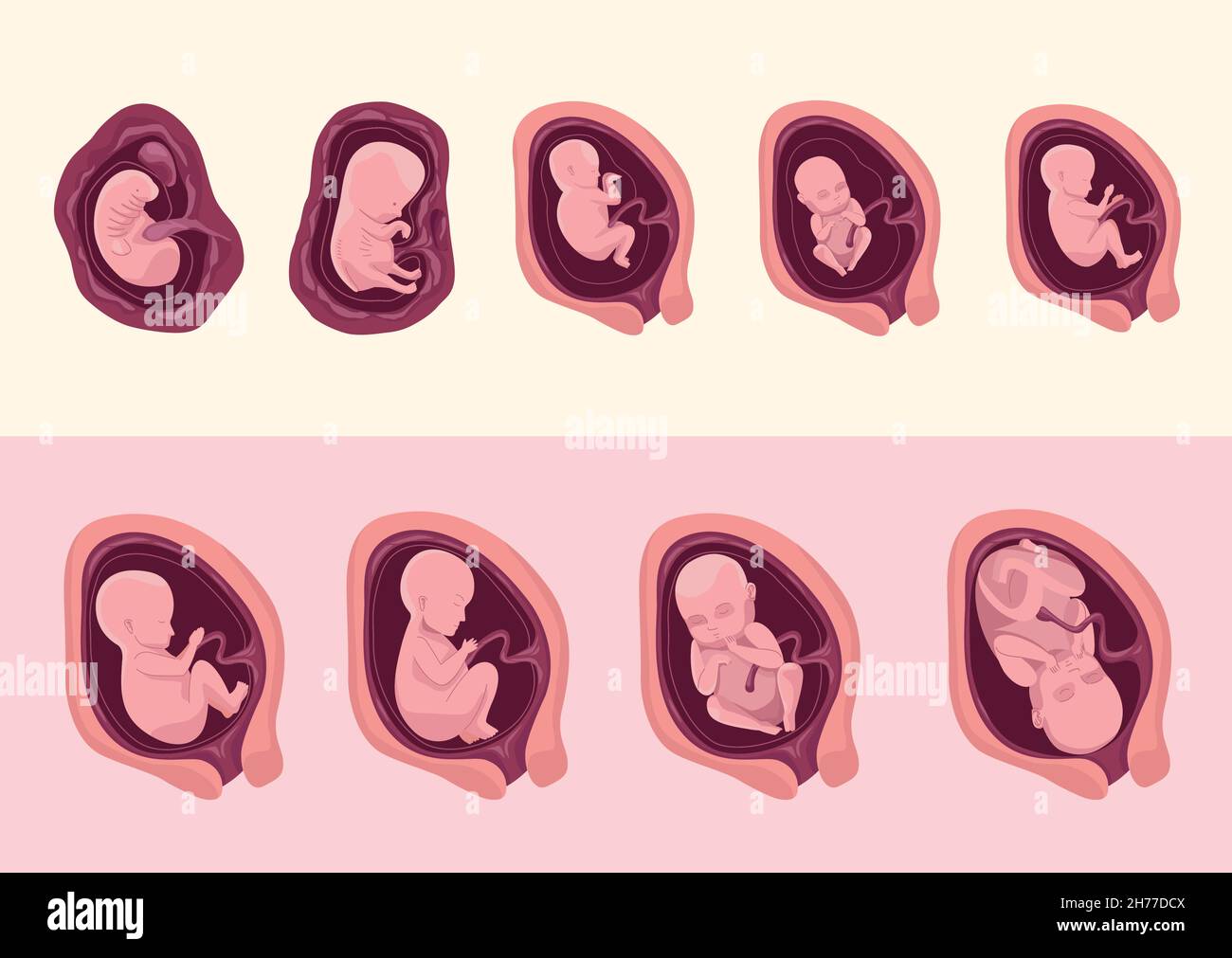 embryo development nine icons Stock Vector