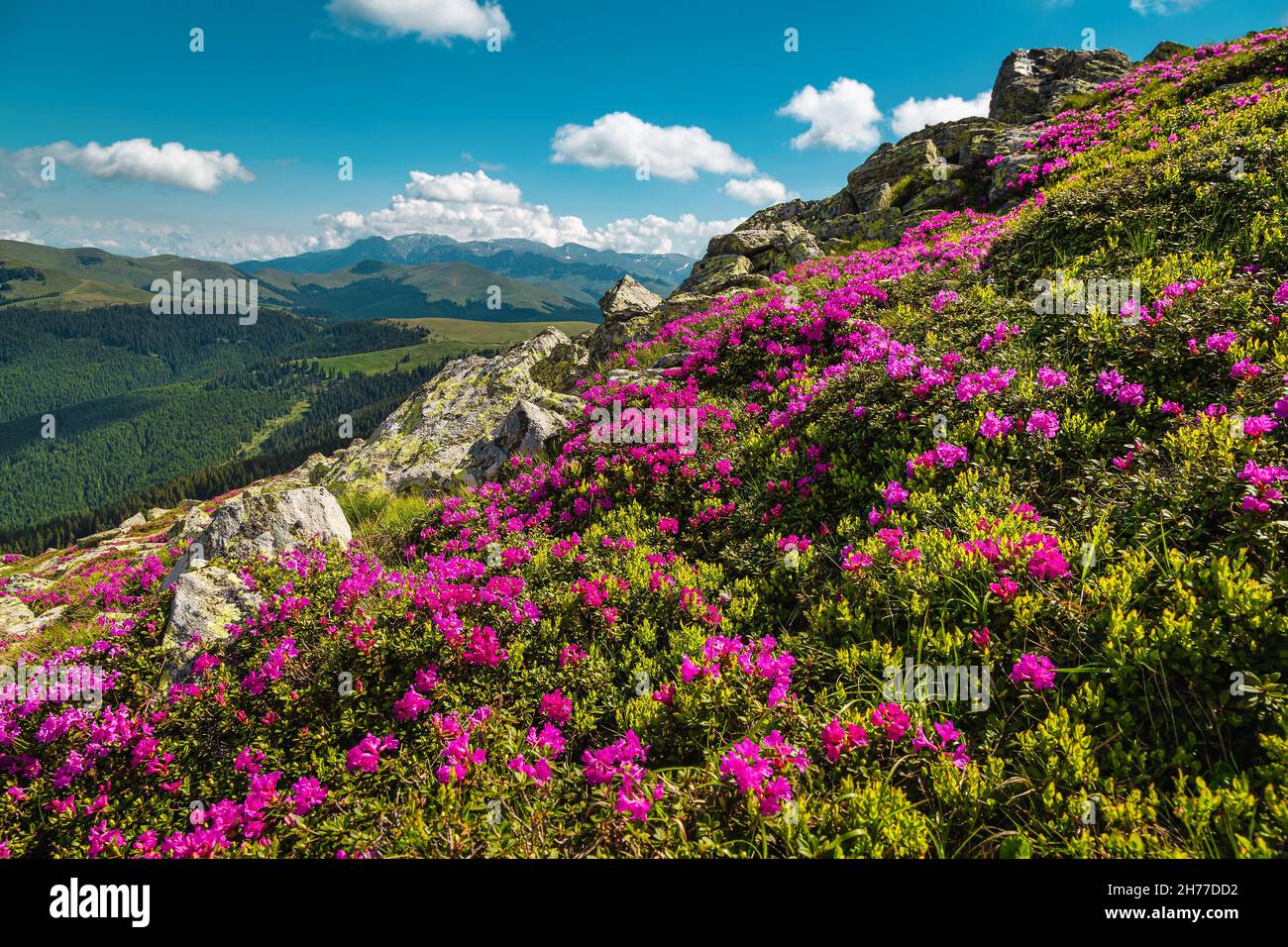 Majestic summer nature landscape, flowering colorful pink rhododendron flowers on the mountain slope in Leaota mountains, Carpathians, Transylvania, R Stock Photo