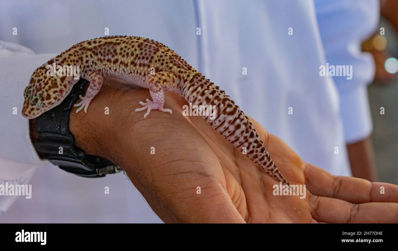 Photo of a veterinarian holding a Salamander. The close-up image shows the animal and the professional's hand Stock Photo