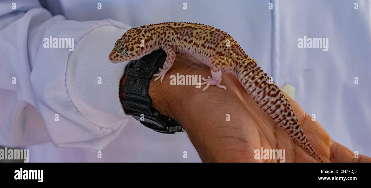 Photo of a veterinarian holding a Salamander. The close-up image shows the animal and the professional's hand Stock Photo