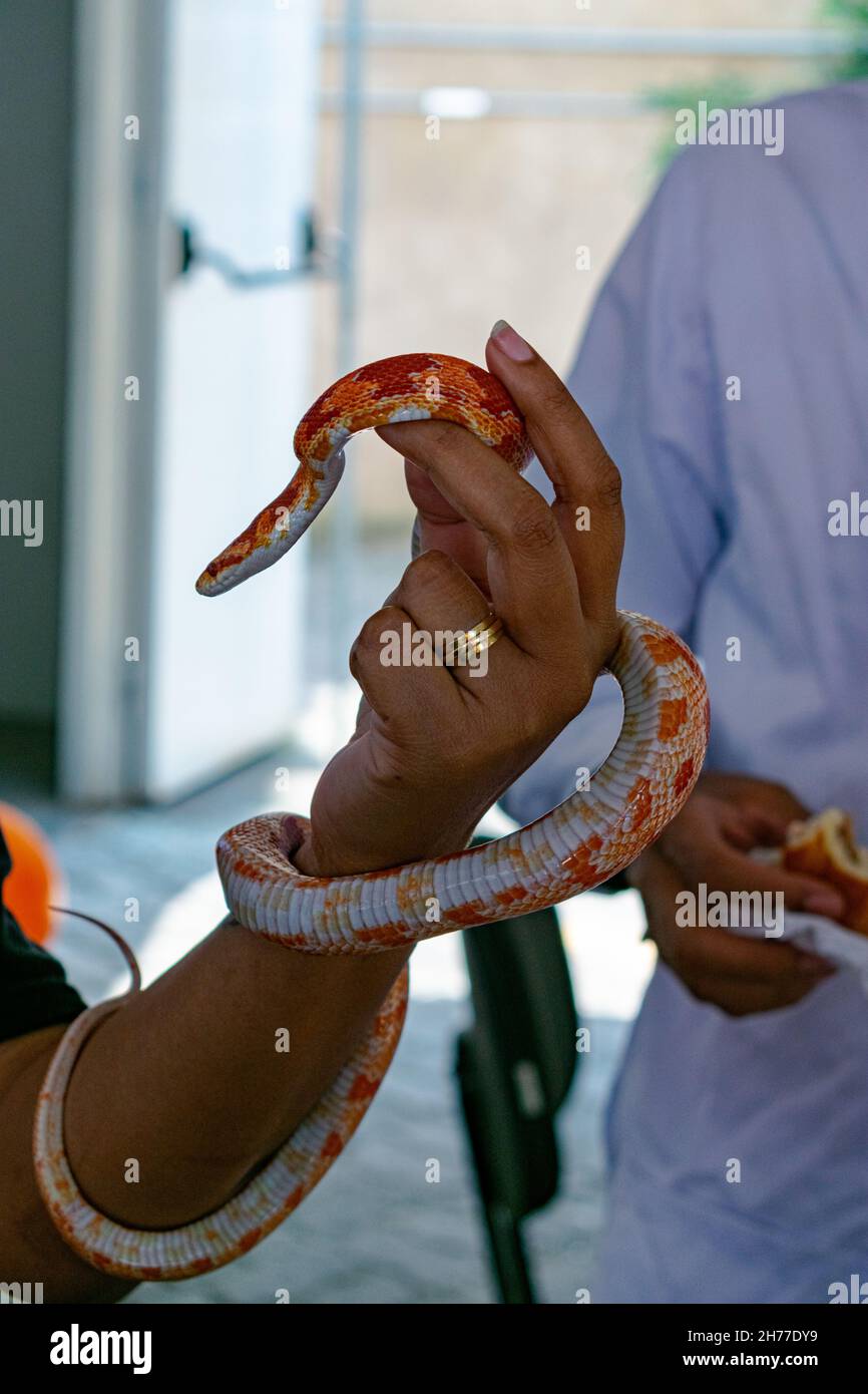 Veterinary professional handling a nonvenomous snake known as the Corn