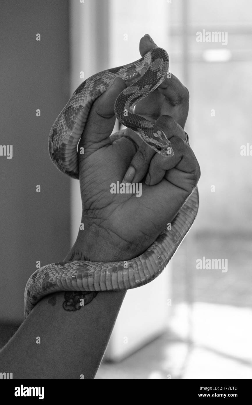 Veterinary professional handling a non-venomous snake known as the Corn Snake during a class Stock Photo