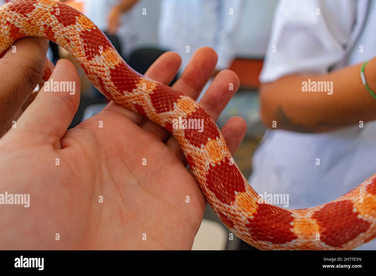 Veterinary professional handling a nonvenomous snake known as the Corn