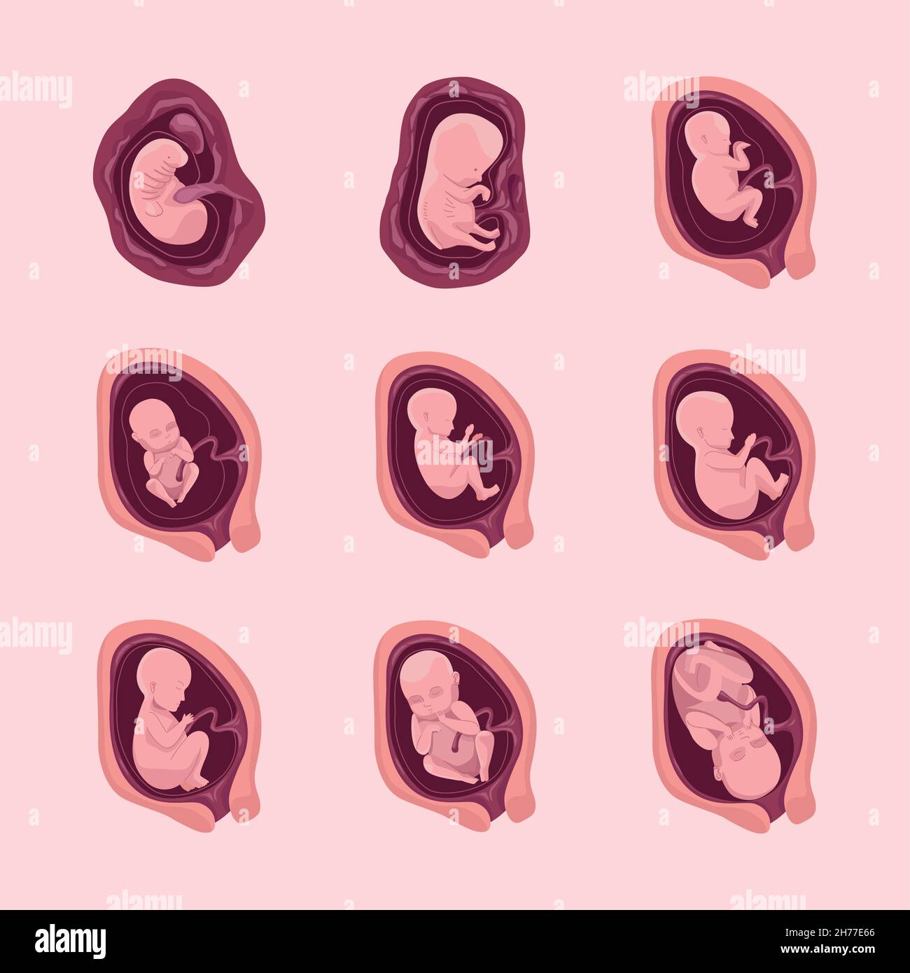 nine embryo development icons Stock Vector