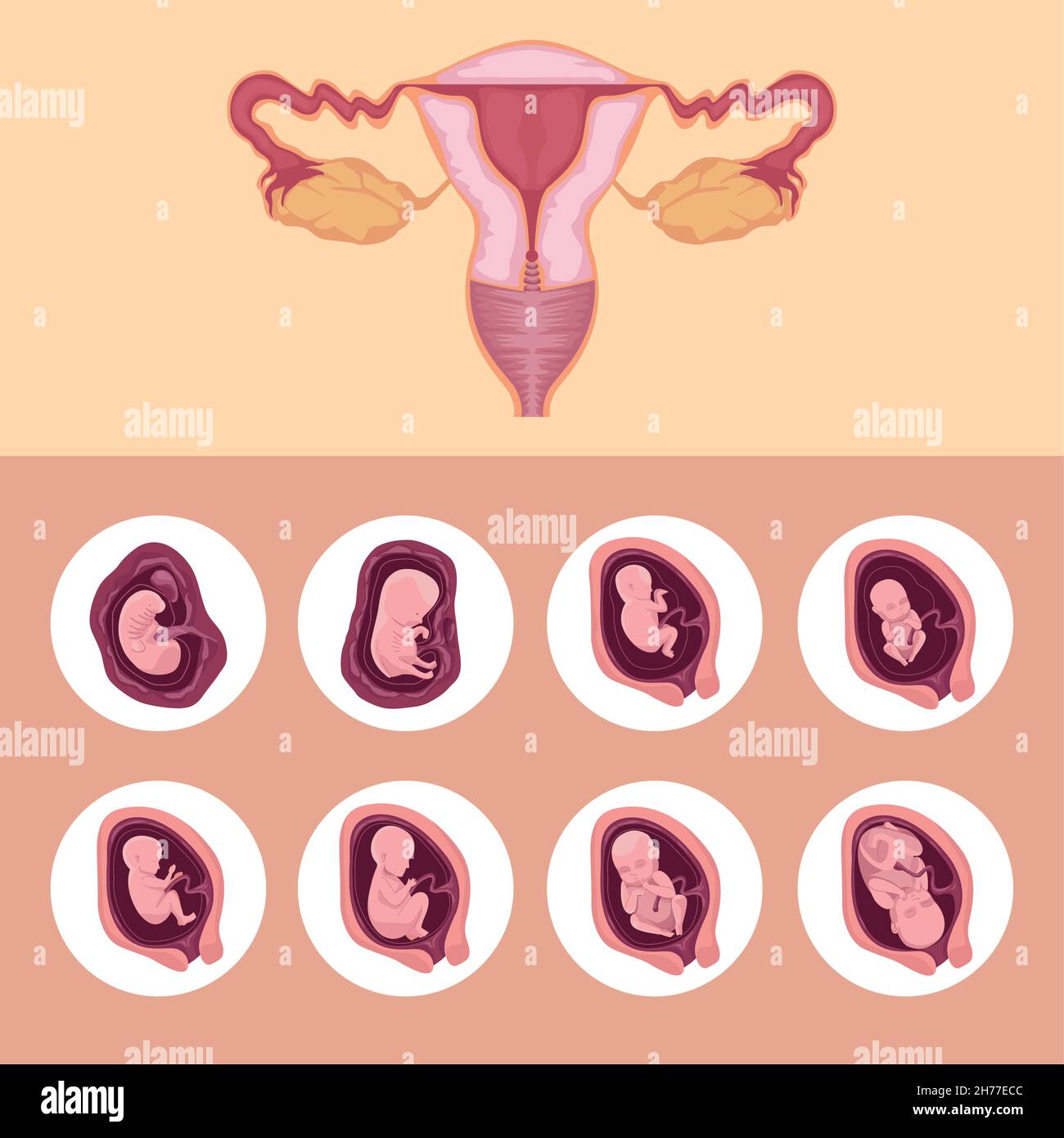 uterus and embryo development Stock Vector