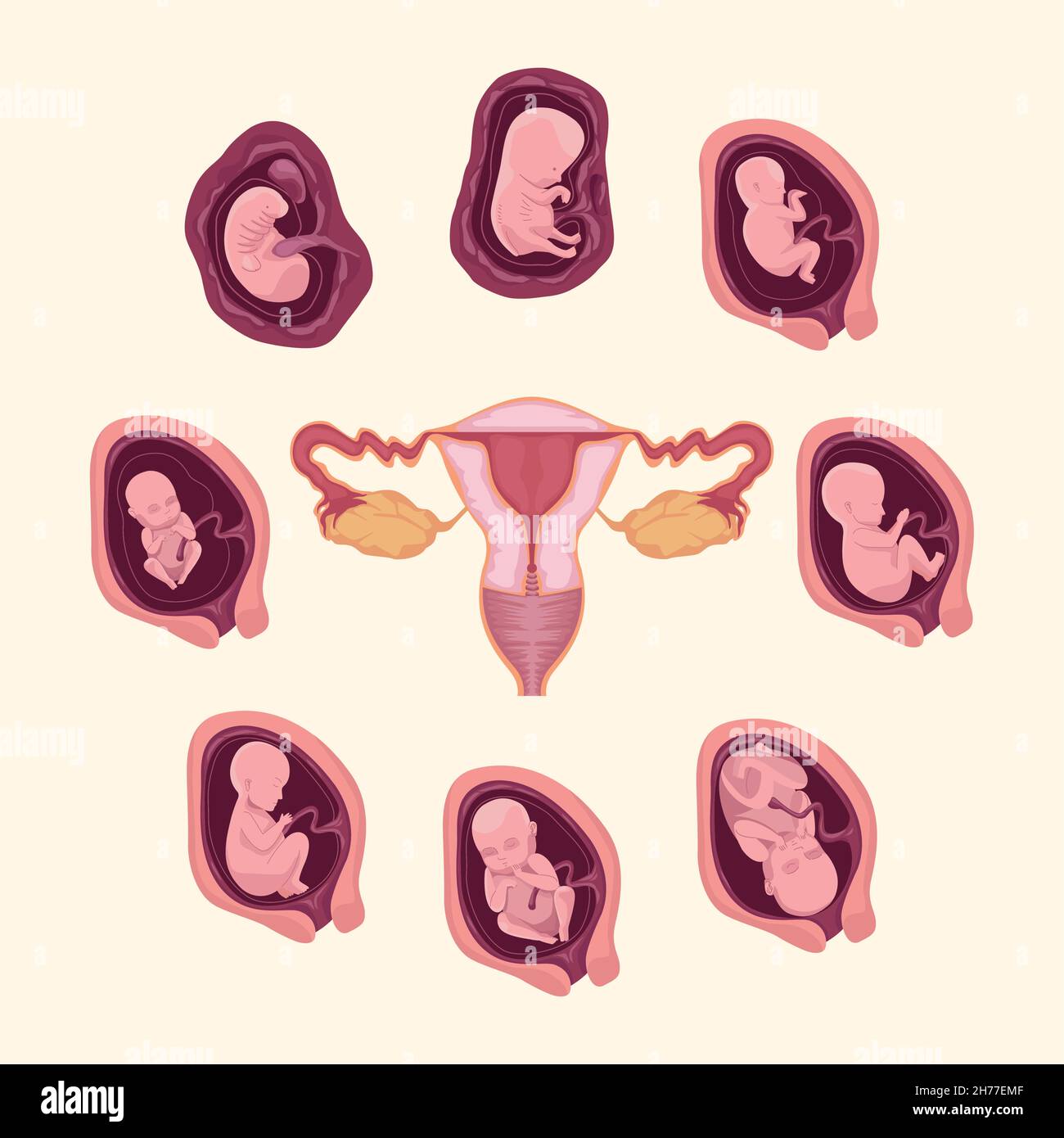 embryo development and uterus Stock Vector