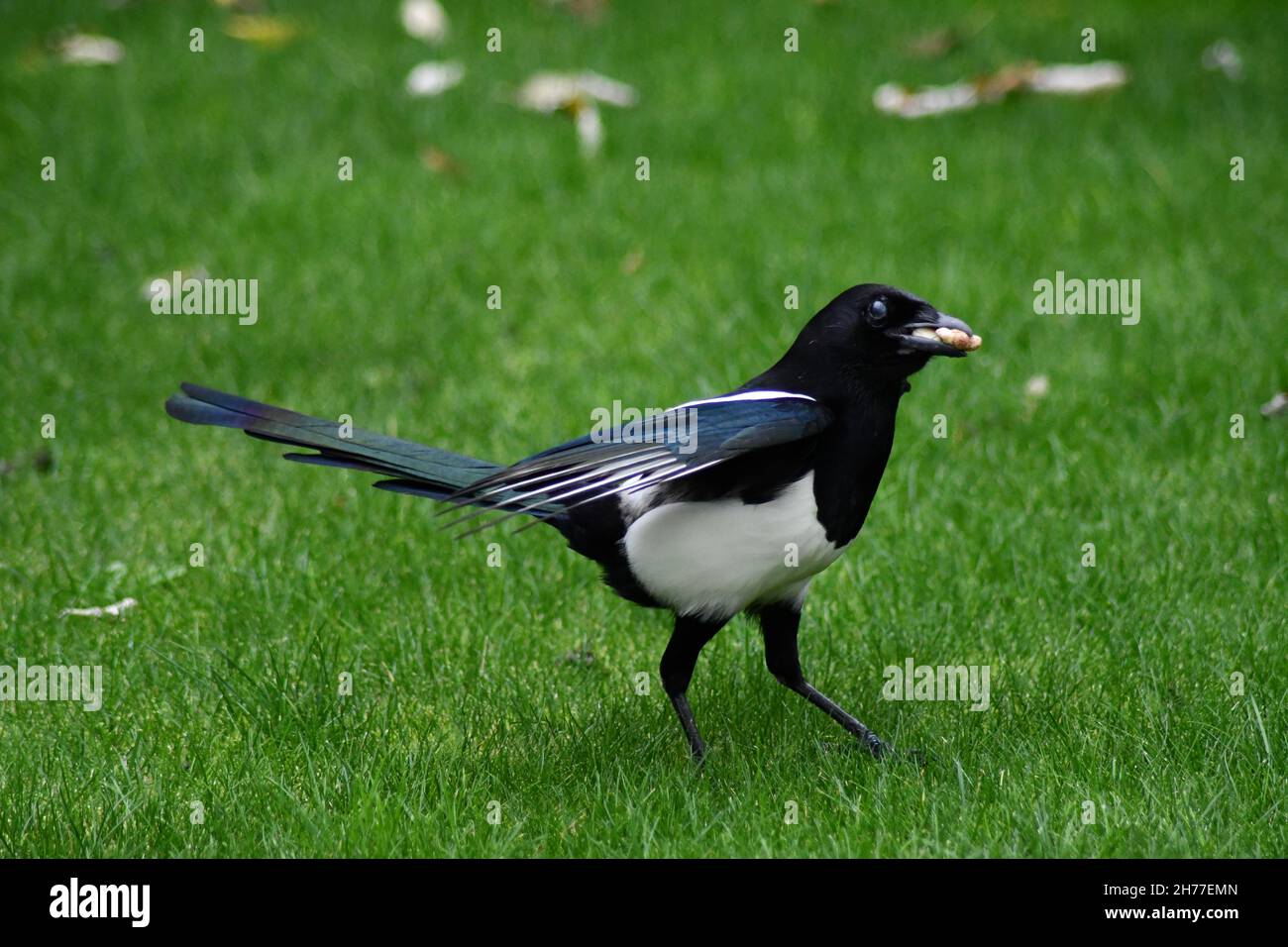A solitary Magpie, Pica pica, walking across green grass with a nut in its mouth Stock Photo