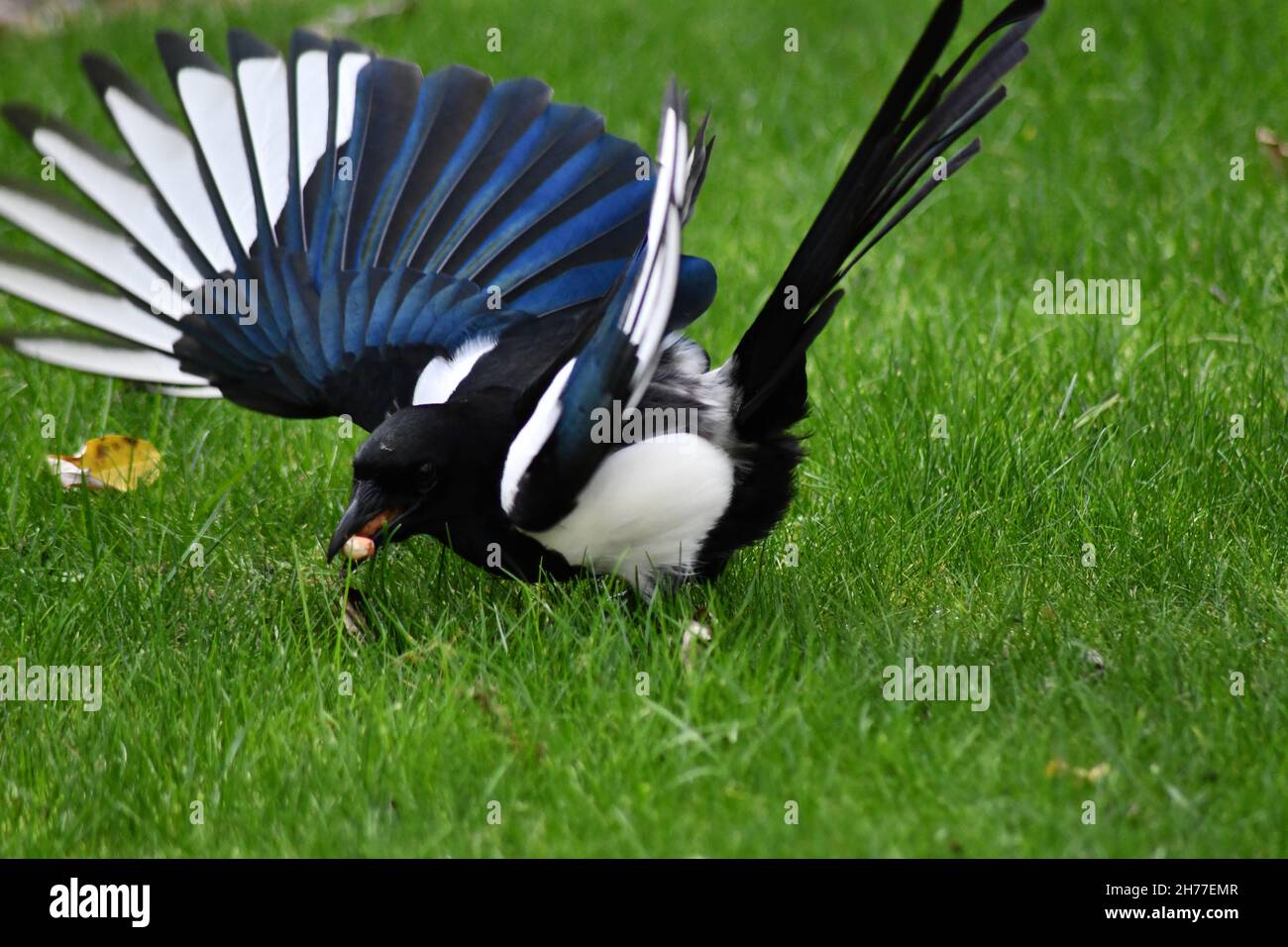 A solitary Magpie, Pica pica, with their wings sprayed out whilst gathering food imbedded within the grass Stock Photo