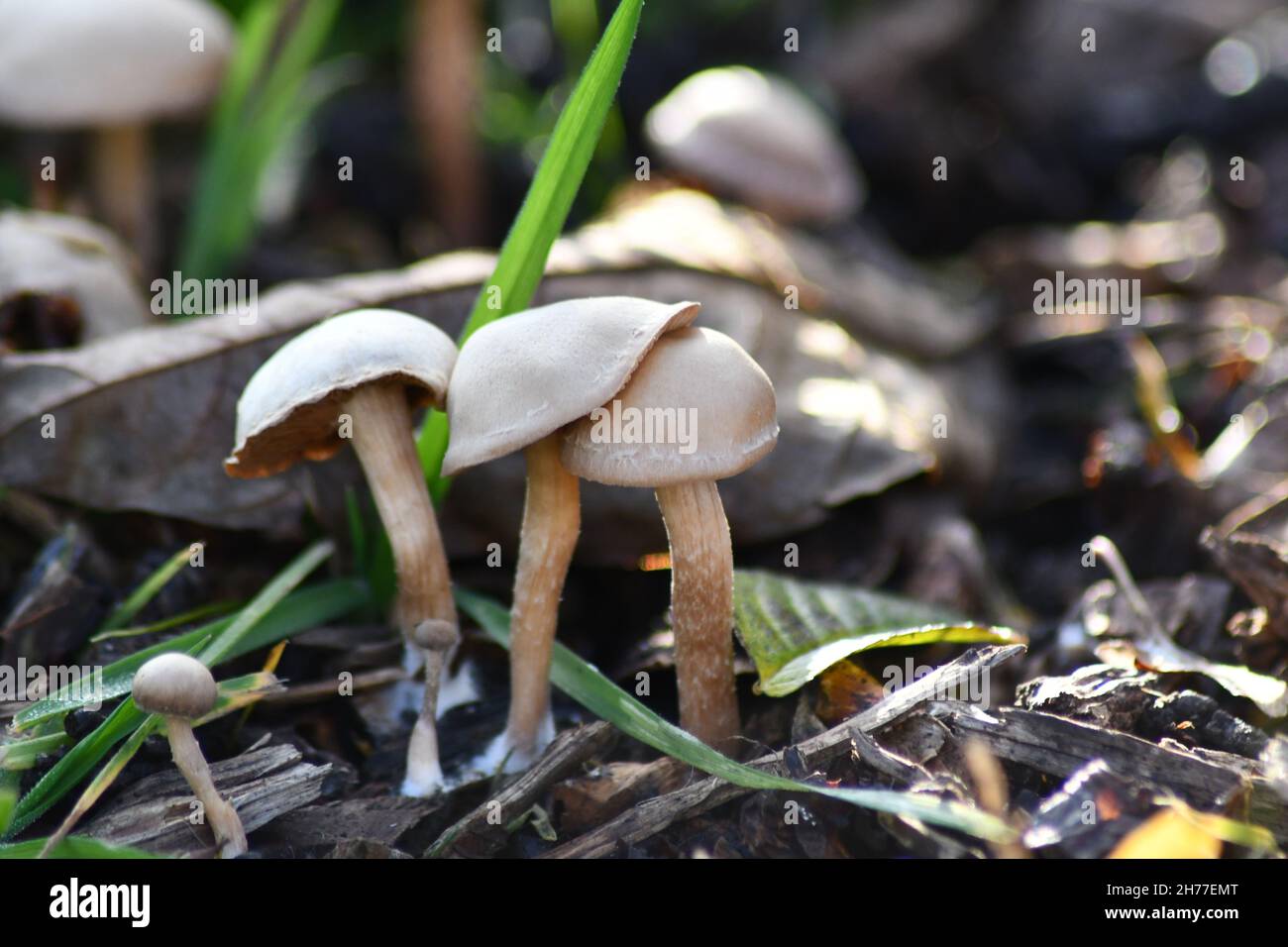 A Trio of wild mushrooms, fungi, Stock Photo