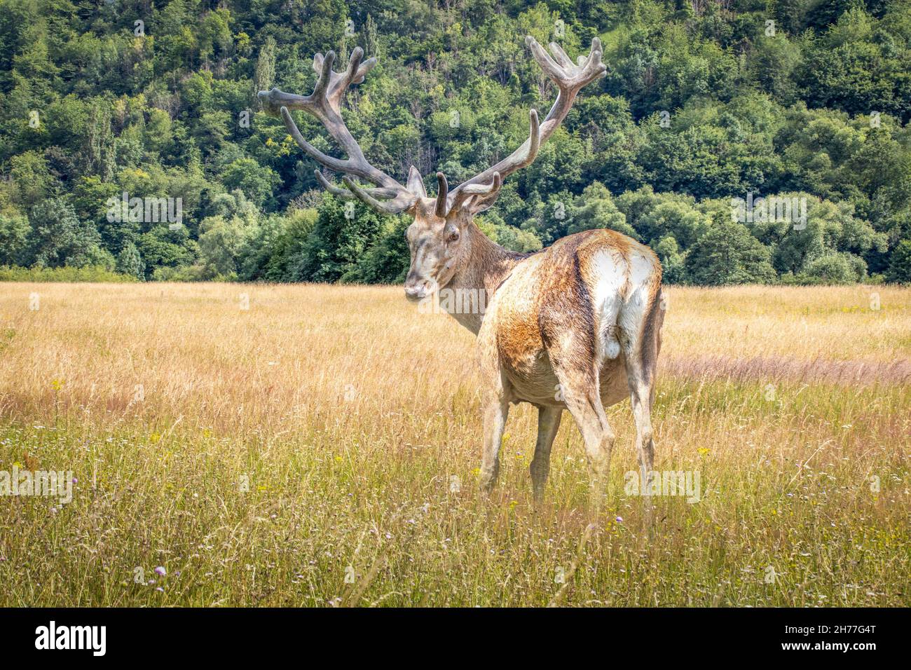 red deer standing in tall grass Stock Photo