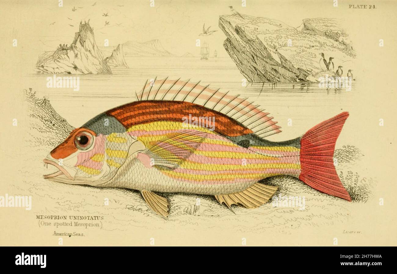 Ichthyology Edinburgh, etc. :W.H. Lizars, etc.,1852-1854.  https://biodiversitylibrary.org/page/6314521 Stock Photo