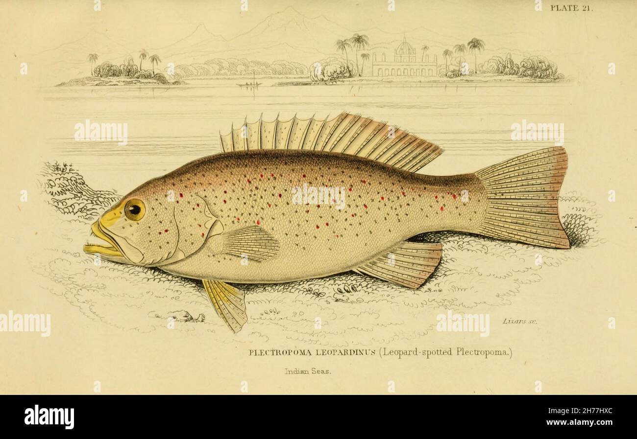 Ichthyology Edinburgh, etc. :W.H. Lizars, etc.,1852-1854.  https://biodiversitylibrary.org/page/6314503 Stock Photo